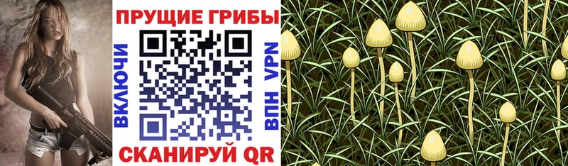 Галлюциногенные грибы Psilocybine cubensis Калининец